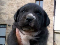 cucciolo cane corso nero